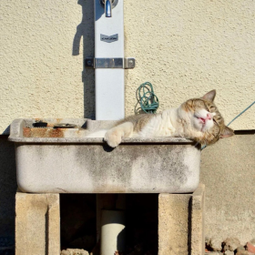 你可以不喜欢小猫，但